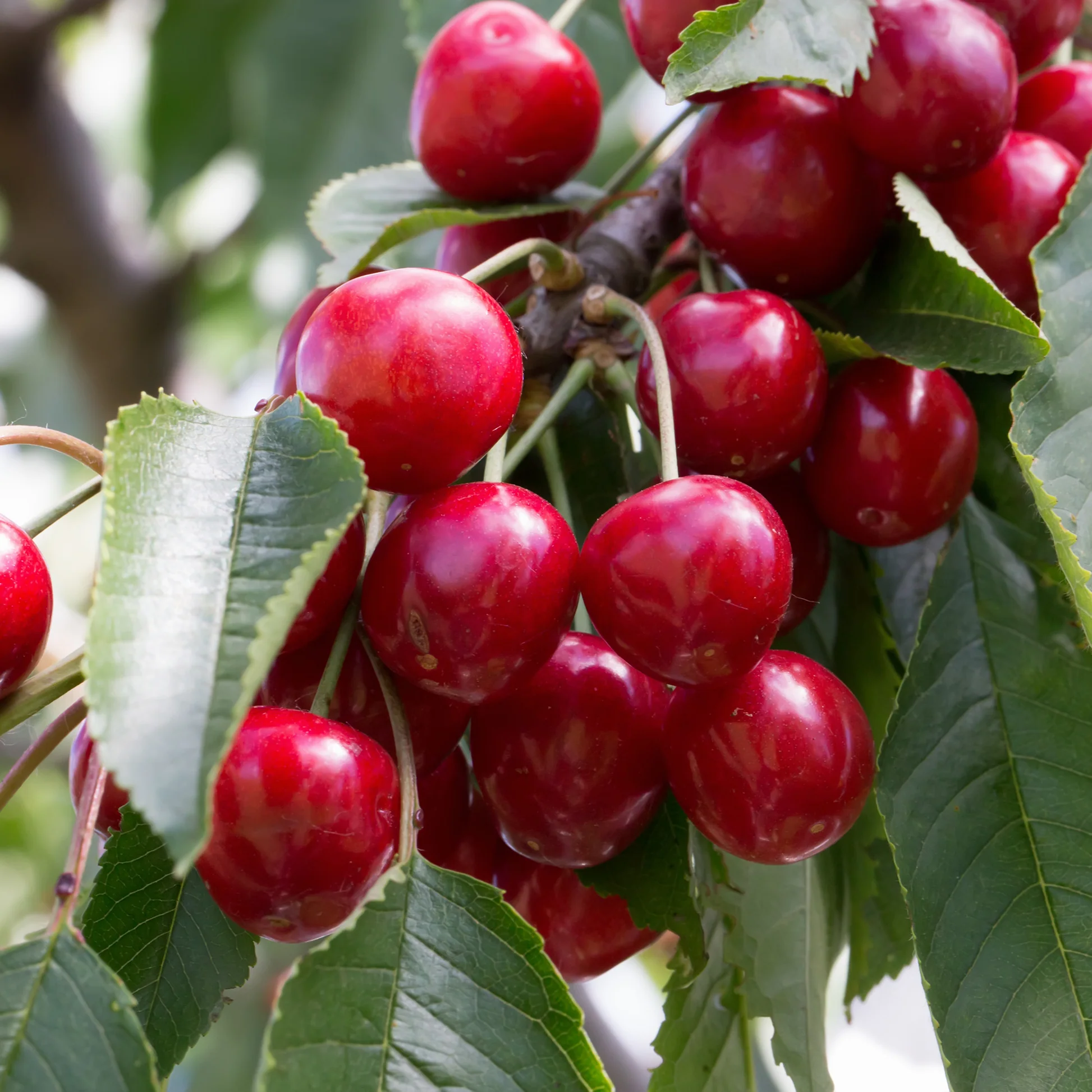 Arbres fruitiers