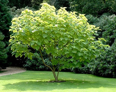 Arbres