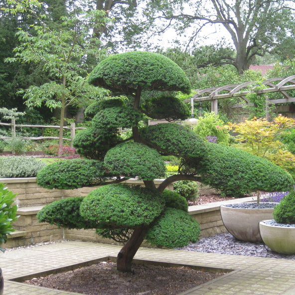 Buis et formes topiaires