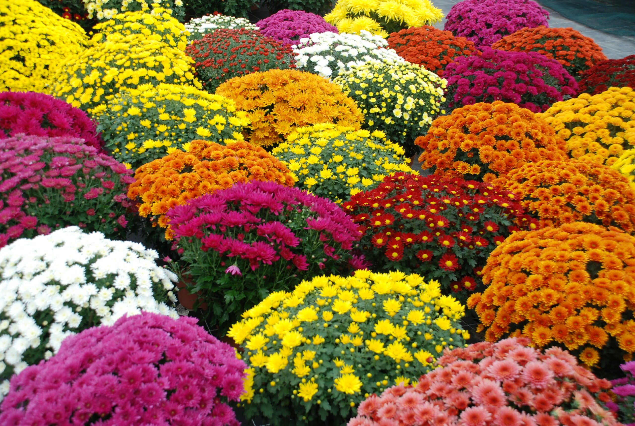 Chrysanthèmes et Cyclamens