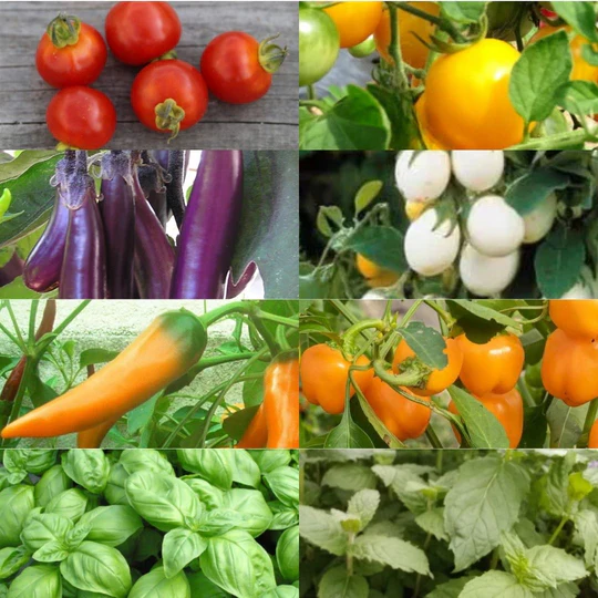 Graines de légumes et aromatiques