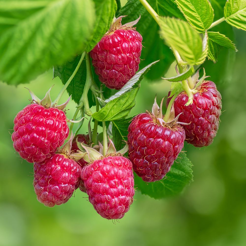 Petits fruits