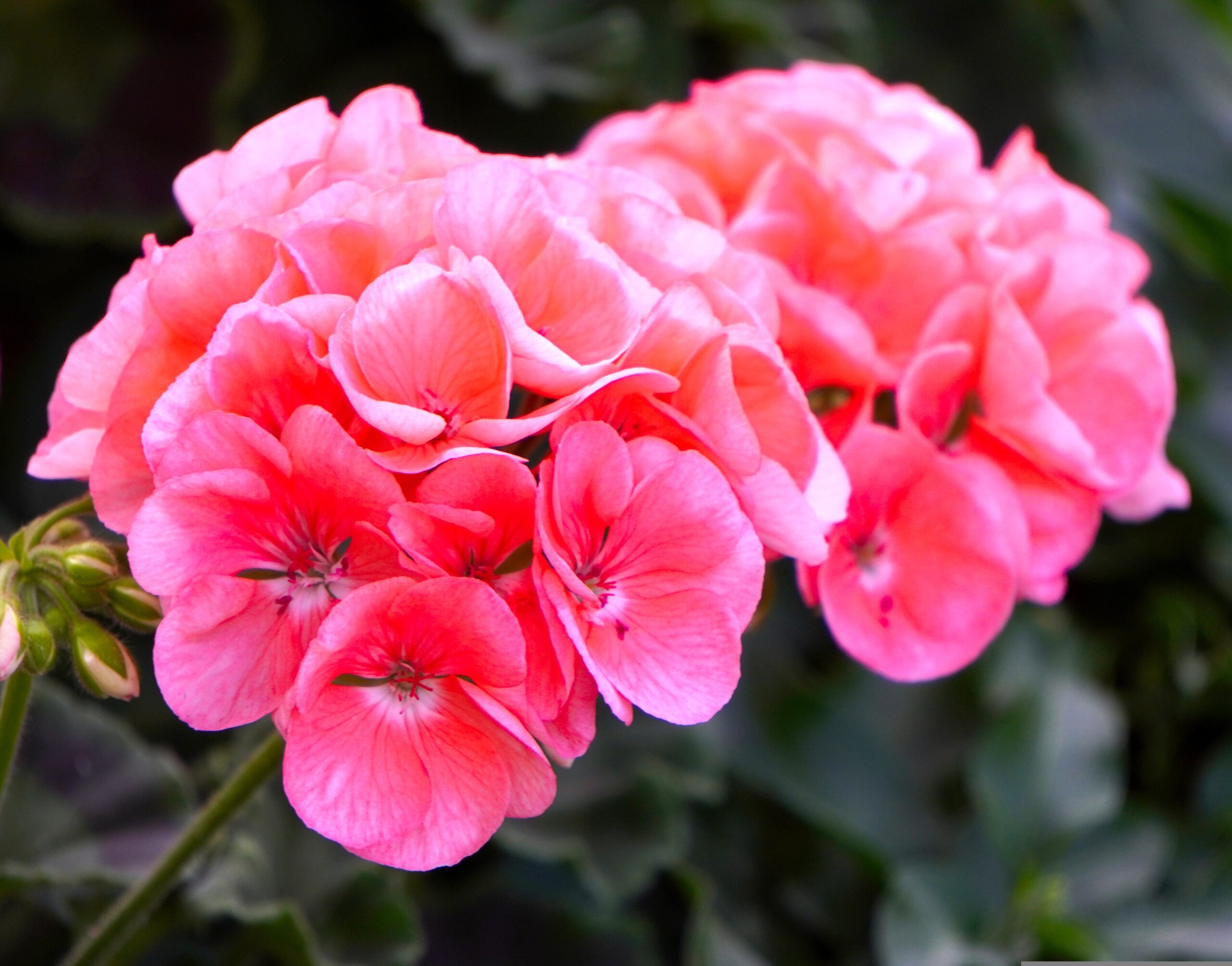Plantes annuelles