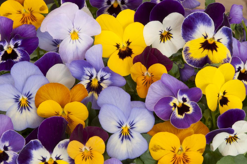 Plantes bisanuelles