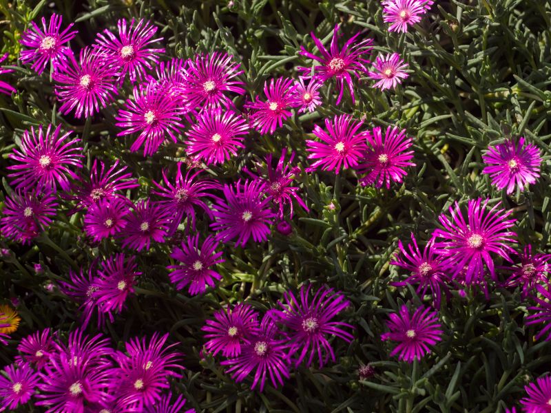 Plantes couvre-sol