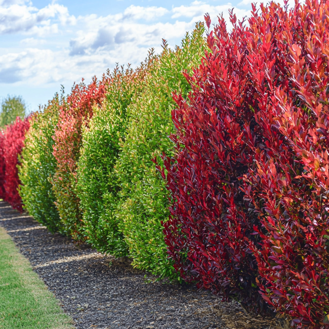 Plantes de haies