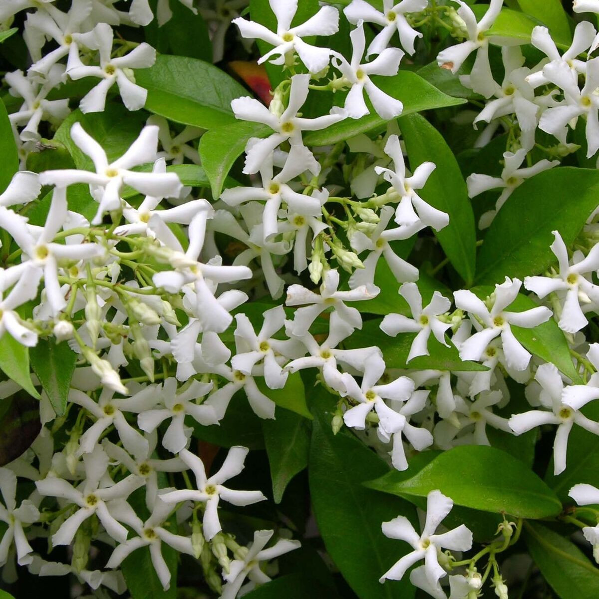 Plantes grimpantes