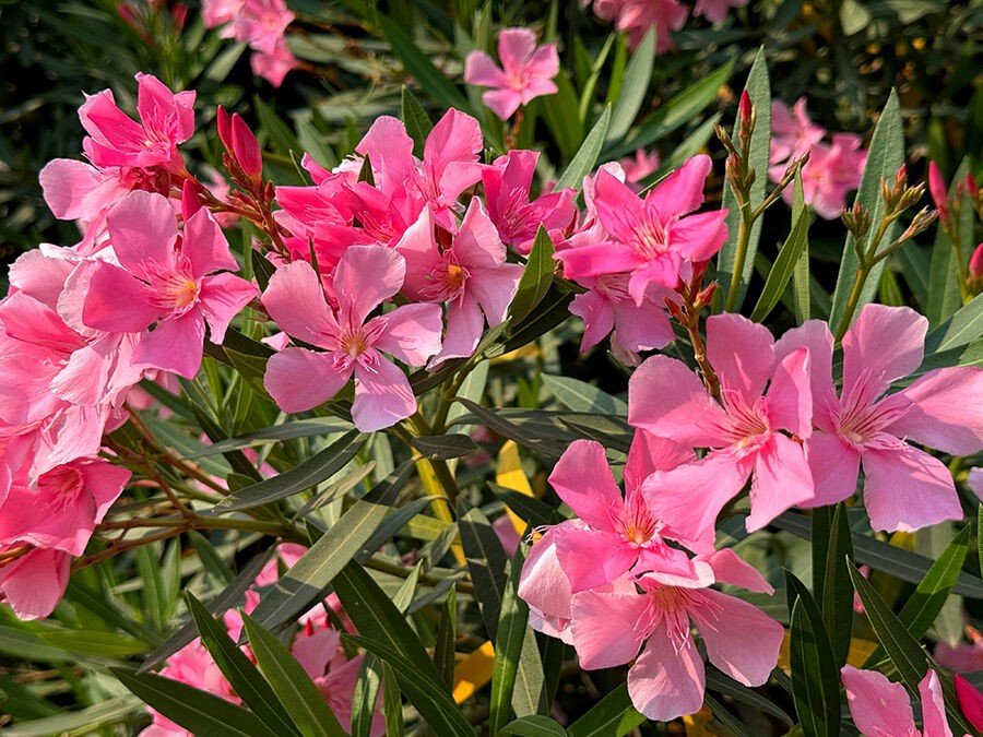 Plantes méditerranéennes