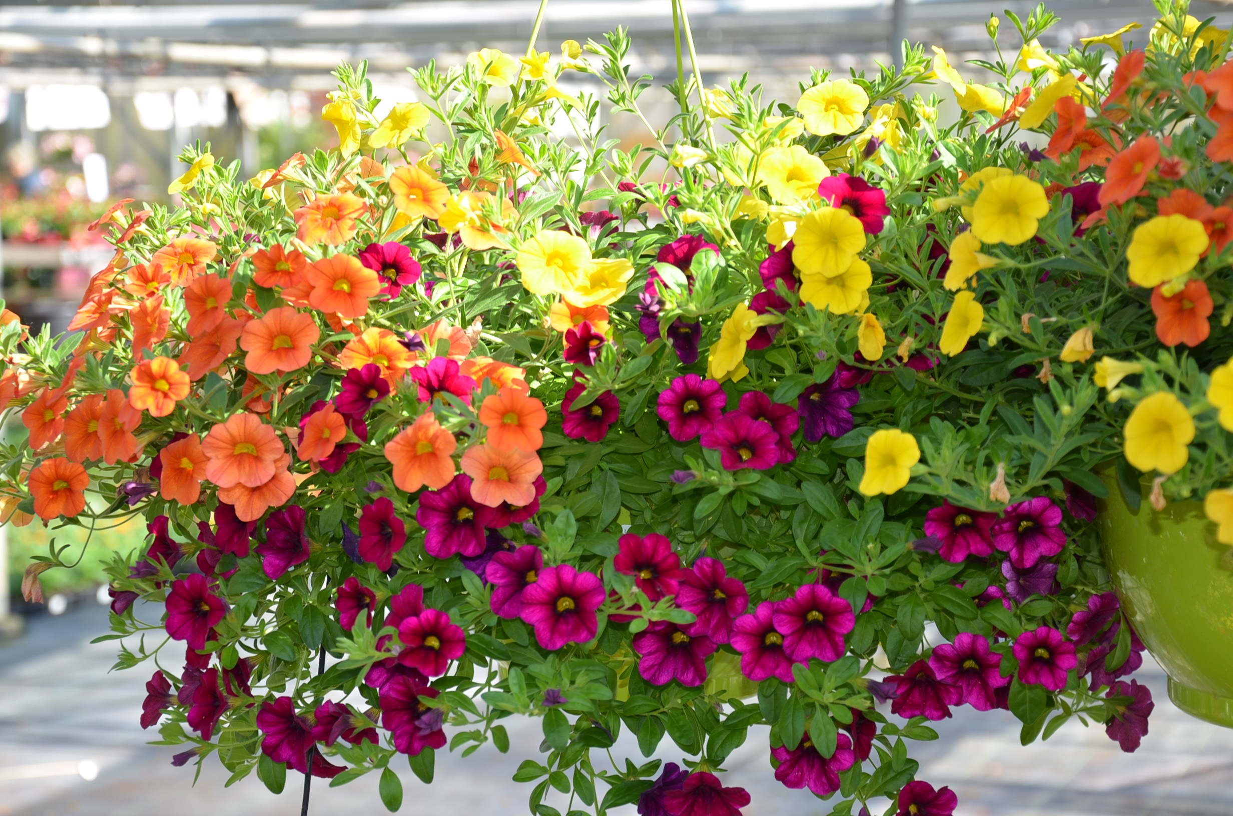 Plantes retombantes