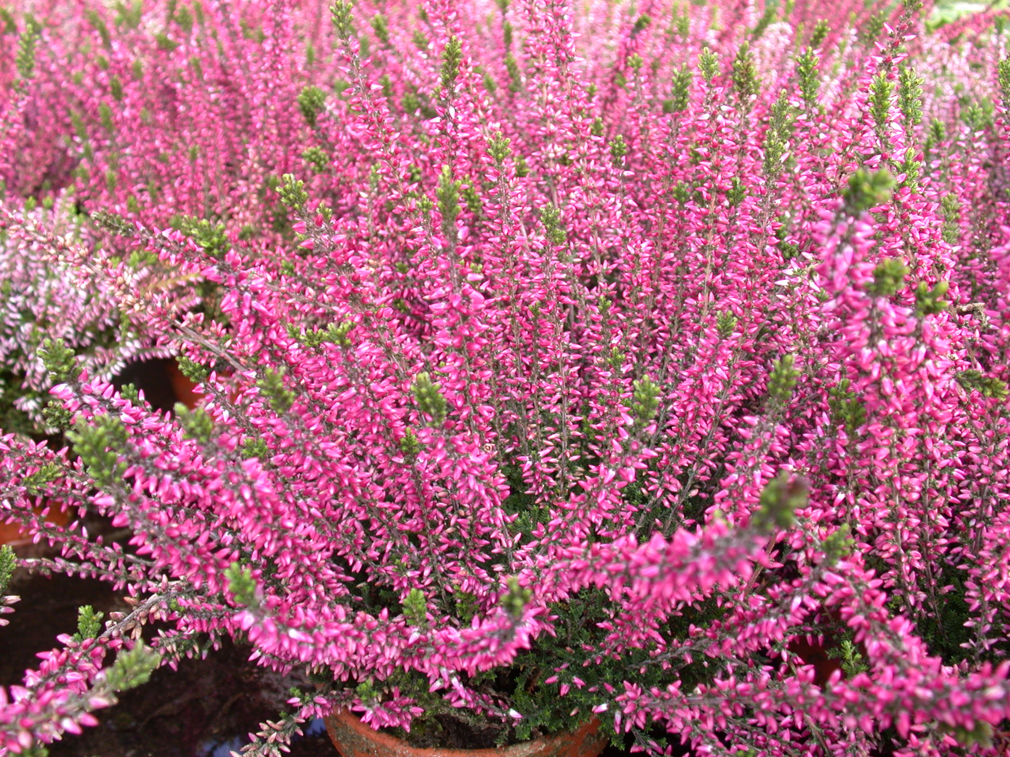 Plantes vivaces & graminées