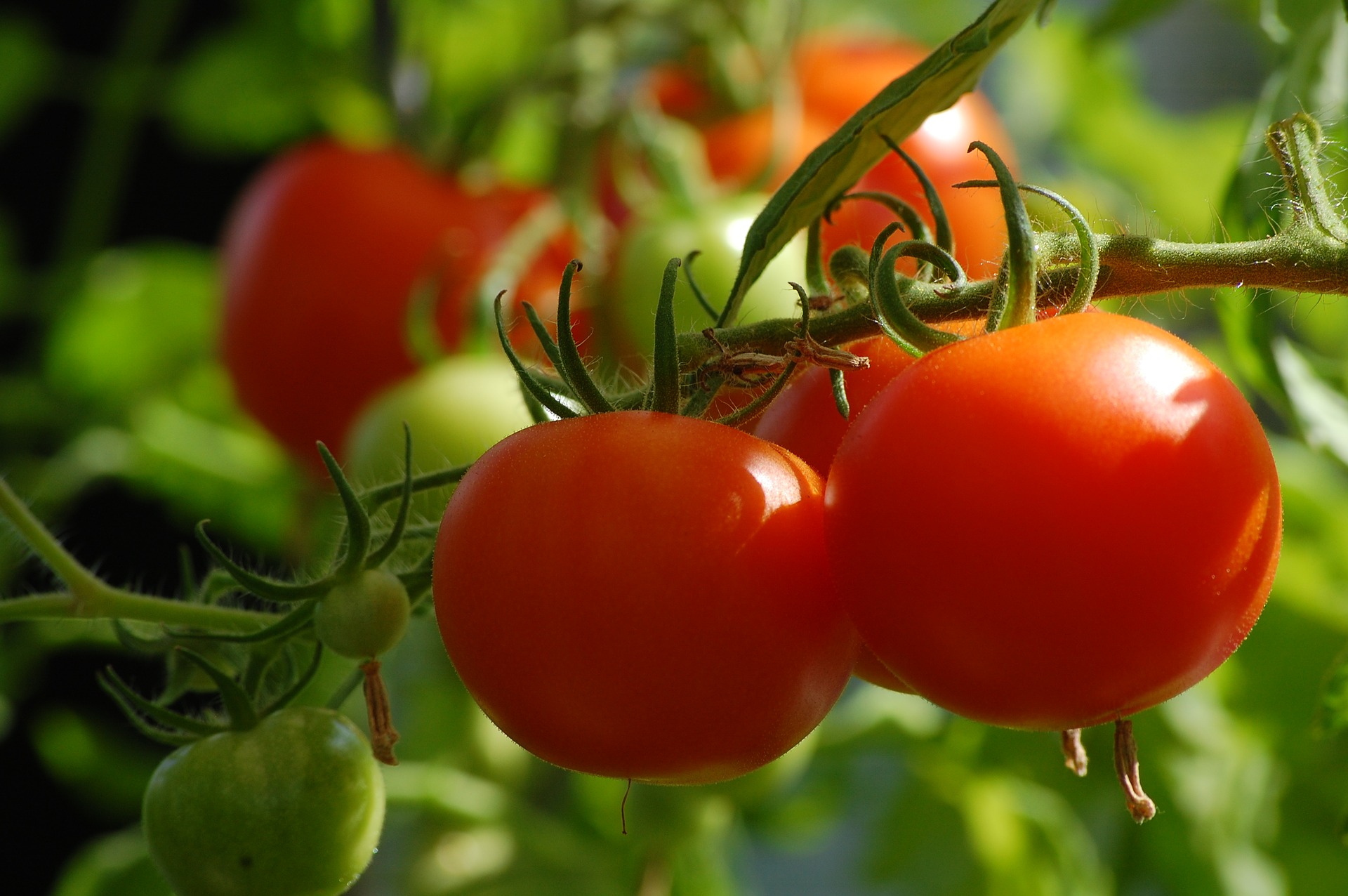 Plants de légumes