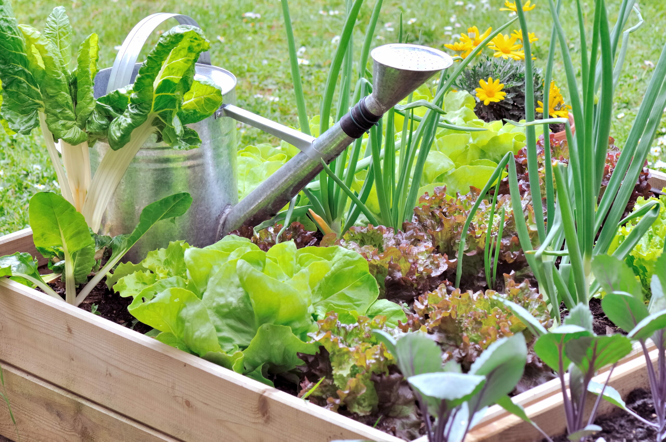 Potager
