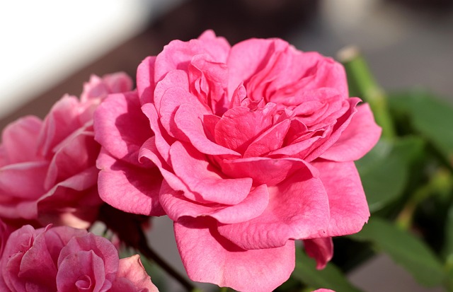 Rosiers