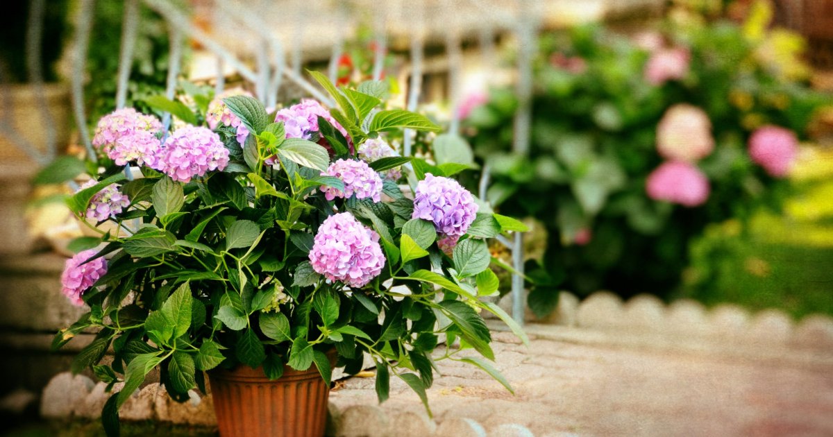 Plantes d'extérieur