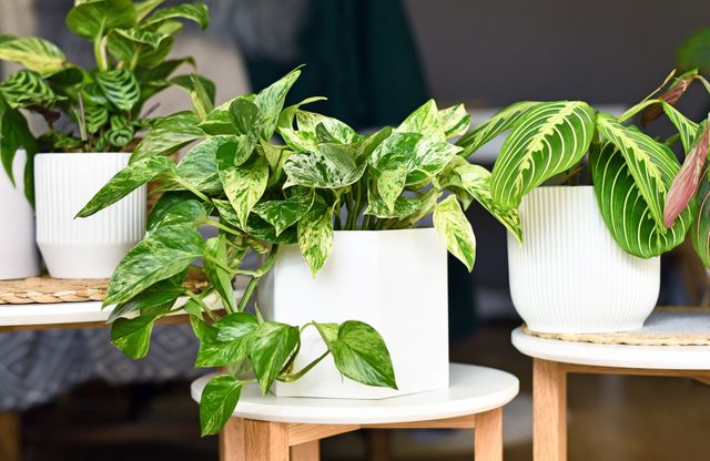 Plantes d'intérieur